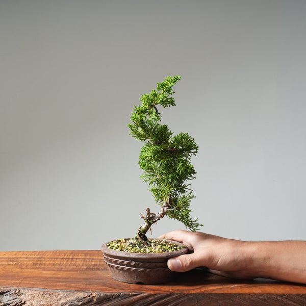Kishu Juniper 521 - Bonsaify