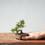 Kishu Juniper Bonsai 1000 - Bonsaify