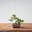 Kishu Juniper Bonsai 1000 - Bonsaify