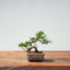 Kishu Juniper Bonsai 1000 - Bonsaify