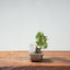 Kishu Juniper Bonsai 1000 - Bonsaify