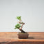 Kishu Juniper Bonsai 1001 - Bonsaify
