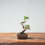 Kishu Juniper Bonsai 1001 - Bonsaify