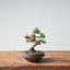 Kishu Juniper Bonsai 1002 - Bonsaify