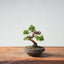 Kishu Juniper Bonsai 1002 - Bonsaify