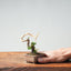 Kishu Juniper Bonsai 1004 - Bonsaify