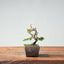 Kishu Juniper Bonsai 1005 - Bonsaify