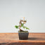 Kishu Juniper Bonsai 1005 - Bonsaify