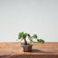 Kishu Juniper Bonsai 1006 - Bonsaify