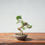 Kishu Juniper Bonsai 1007 - Bonsaify