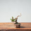 Kishu Juniper Bonsai 1008 - Bonsaify