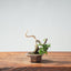 Kishu Juniper Bonsai 1008 - Bonsaify