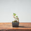 Kishu Juniper Bonsai 1009 - Bonsaify
