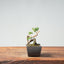Kishu Juniper Bonsai 1009 - Bonsaify