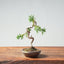 Kishu Juniper Bonsai 1011 - Bonsaify