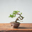 Kishu Juniper Bonsai 1012 - Bonsaify