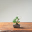 Kishu Juniper Bonsai 1167 - Bonsaify