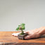 Kishu Juniper Bonsai 1167 - Bonsaify