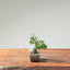 Kishu Juniper Bonsai 1167 - Bonsaify