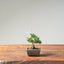 Kishu Juniper Bonsai 1167 - Bonsaify