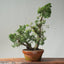 Kishu Juniper Bonsai 838 - Bonsaify