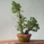 Kishu Juniper Bonsai 838 - Bonsaify