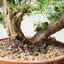 Kishu Juniper Bonsai 838 - Bonsaify