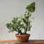 Kishu Juniper Bonsai 838 - Bonsaify