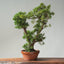 Kishu Juniper Bonsai 839 - Bonsaify