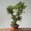 Kishu Juniper Bonsai 839 - Bonsaify