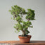 Kishu Juniper Bonsai 839 - Bonsaify