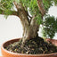 Kishu Juniper Bonsai 839 - Bonsaify