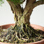 Kishu Juniper Bonsai 839 - Bonsaify