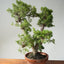 Kishu Juniper Bonsai 839 - Bonsaify