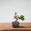Kishu Juniper Bonsai 977 - Bonsaify