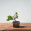 Kishu Juniper Bonsai 977 - Bonsaify