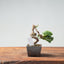 Kishu Juniper Bonsai 977 - Bonsaify
