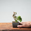 Kishu Juniper Bonsai 977 - Bonsaify