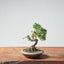 Kishu Juniper Bonsai 979 - Bonsaify