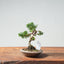 Kishu Juniper Bonsai 979 - Bonsaify