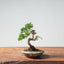 Kishu Juniper Bonsai 979 - Bonsaify