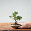 Kishu Juniper Bonsai 979 - Bonsaify