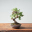 Kishu Juniper Bonsai 982 - Bonsaify