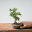 Kishu Juniper Bonsai 982 - Bonsaify