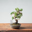 Kishu Juniper Bonsai 982 - Bonsaify