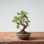 Kishu Juniper Bonsai 982 - Bonsaify