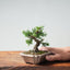 Kishu Juniper Bonsai 984 - Bonsaify