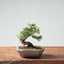 Kishu Juniper Bonsai 984 - Bonsaify