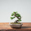 Kishu Juniper Bonsai 984 - Bonsaify