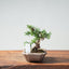 Kishu Juniper Bonsai 984 - Bonsaify